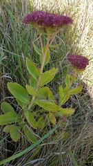 Hylotelephium maximum × spectabile