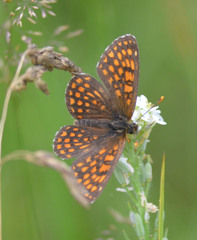 Melitaea athalia
