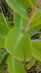 Hylotelephium maximum × spectabile