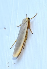Eilema