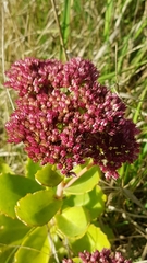 Hylotelephium maximum × spectabile