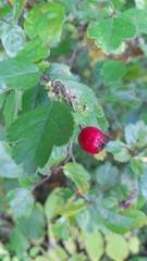 Crataegus laevigata