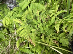 Gymnocarpium dryopteris