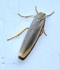 Eilema