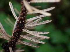 Leotiomycetes