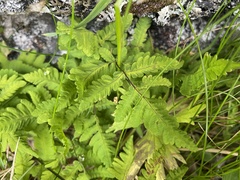 Gymnocarpium dryopteris