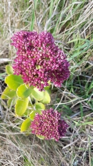 Hylotelephium maximum × spectabile