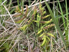 Gymnocarpium dryopteris