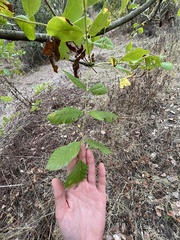 Fraxinus latifolia
