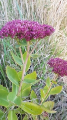 Hylotelephium maximum × spectabile