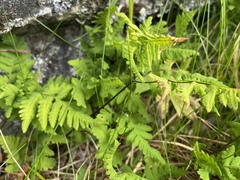 Gymnocarpium dryopteris