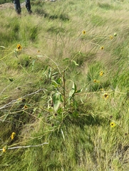Helianthus paradoxus