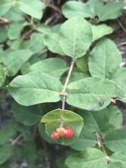 Lonicera arizonica