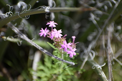 Glandularia