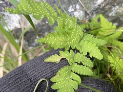 Gymnocarpium dryopteris