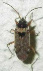 Elasmolomus transversus