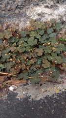 Oxalis corniculata