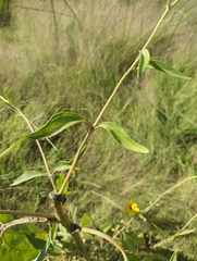 Helianthus paradoxus