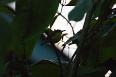 Todirostrum cinereum