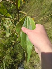 Helianthus paradoxus