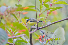 Todirostrum cinereum