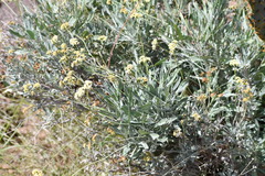 Parthenium argentatum