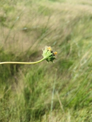 Helianthus paradoxus