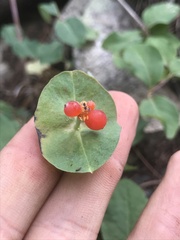 Lonicera arizonica