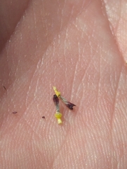 Helianthus paradoxus