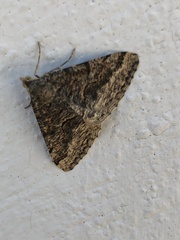 Frederickia s-signata