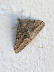 Frederickia s-signata