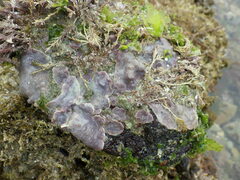 Lithophyllum incrustans