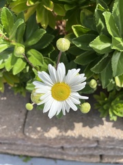 Leucanthemum maximum