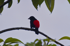 Ramphocelus passerinii