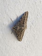 Frederickia s-signata