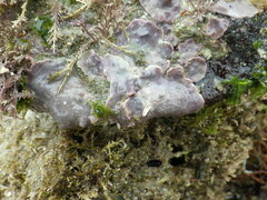 Lithophyllum incrustans