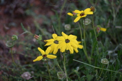 Berlandiera lyrata