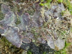 Lithophyllum incrustans