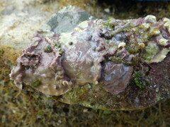 Lithophyllum incrustans