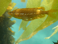 Heterostichus rostratus