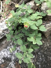Lonicera arizonica