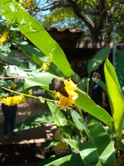 Crotalaria longirostrata