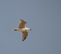 Ichthyaetus audouinii