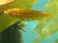 Heterostichus rostratus