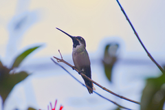 Heliomaster longirostris