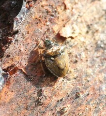 Eysarcoris aeneus