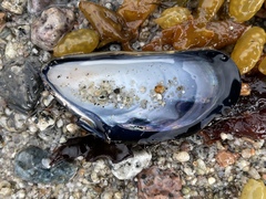 Mytilus edulis