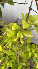 Duranta erecta