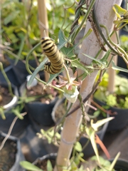 Danaus erippus