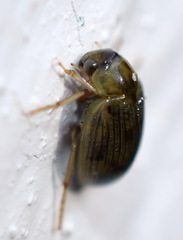 Berosus